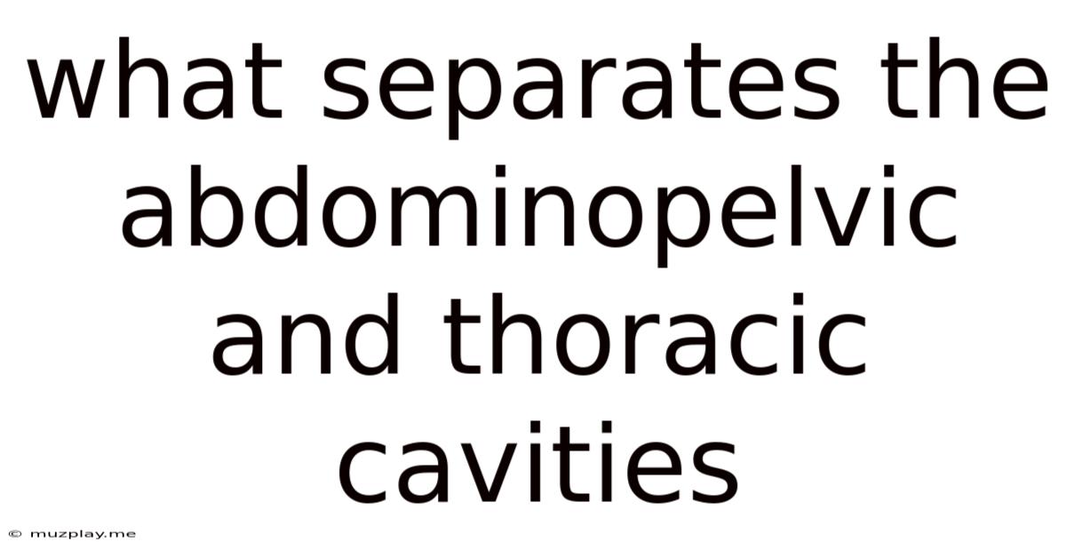 What Separates The Abdominopelvic And Thoracic Cavities