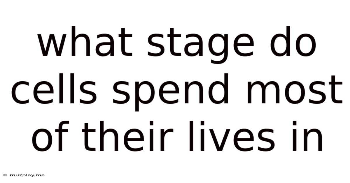 What Stage Do Cells Spend Most Of Their Lives In