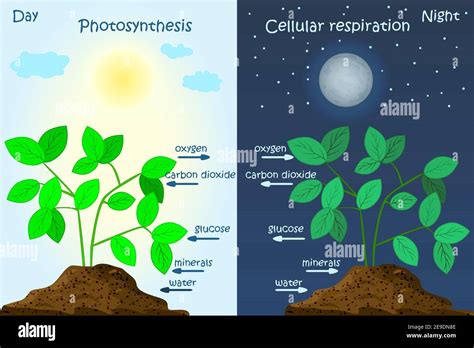 What Step In Photosynthesis May Occur During Day And Night