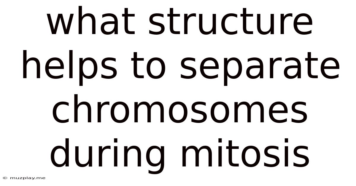 What Structure Helps To Separate Chromosomes During Mitosis
