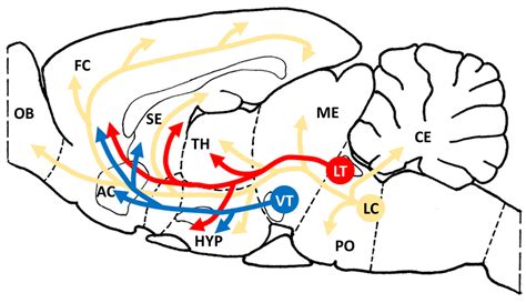 What Structure Is Responsible For Rat Vocalization