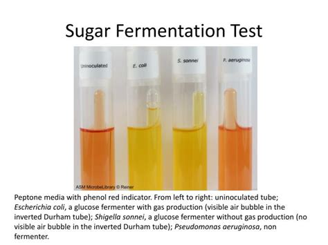 What Sugars Give A Positive Fermentation Test