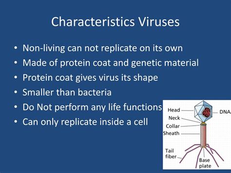 What Two Characteristics Of Living Things Do Viruses Exhibit