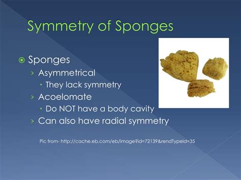 What Type Of Symmetry Do Sponges Have