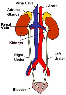 What Vessels Connect To The Kidney In A Rat