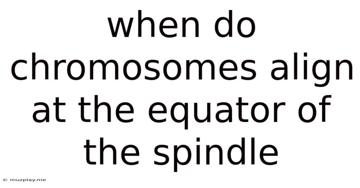 When Do Chromosomes Align At The Equator Of The Spindle