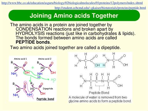 When Two Amino Acids Are Joined Together