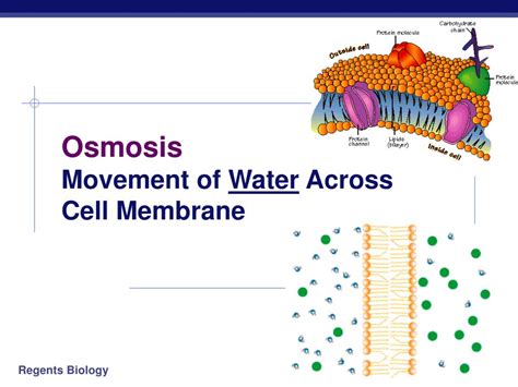 When Will Water Stop Moving Across A Membrane