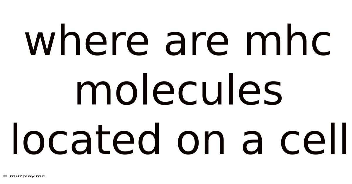 Where Are Mhc Molecules Located On A Cell