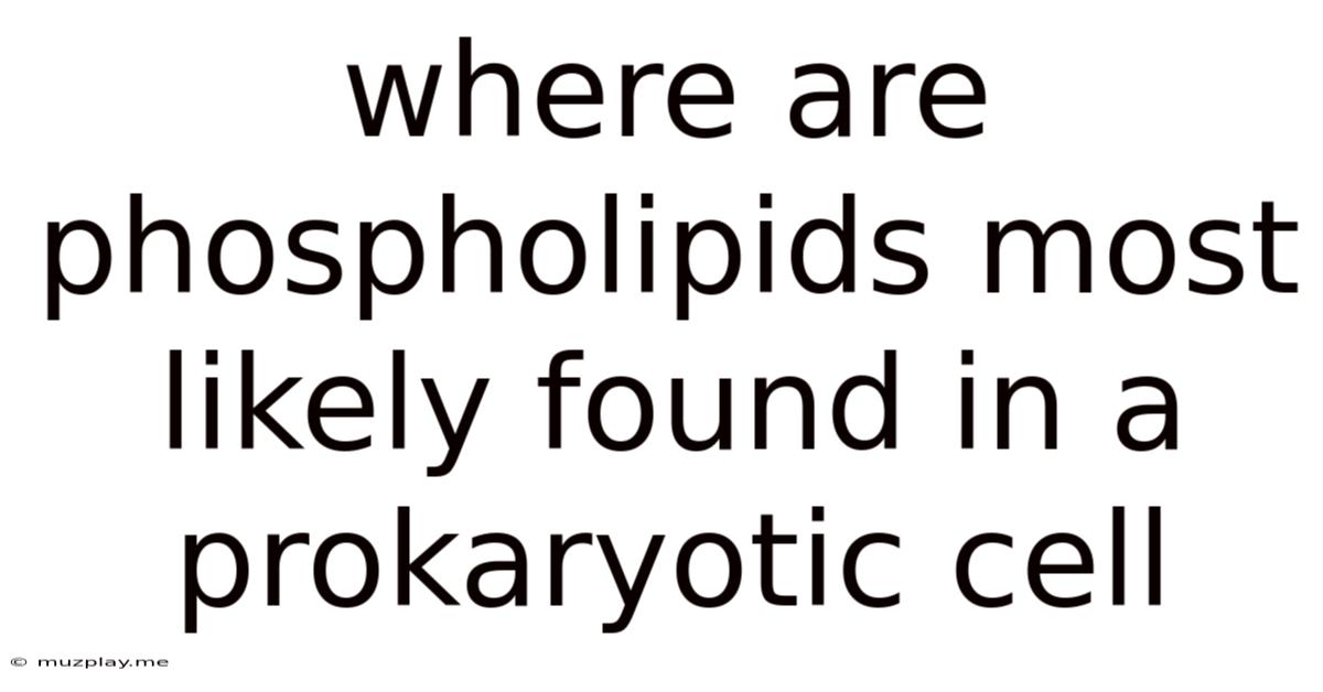 Where Are Phospholipids Most Likely Found In A Prokaryotic Cell