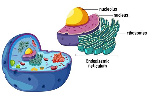 Where Are Ribosomes Found In Eukaryotic Cells