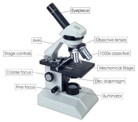 Where Are The Focus Controls On A Microscope Located