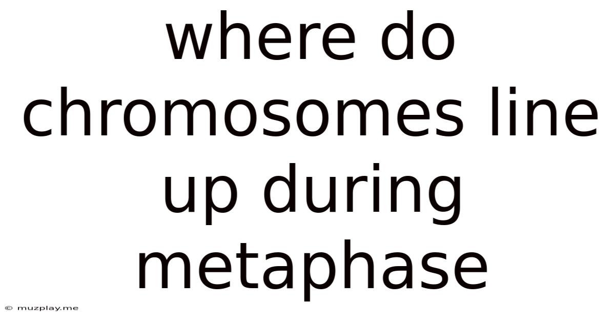 Where Do Chromosomes Line Up During Metaphase