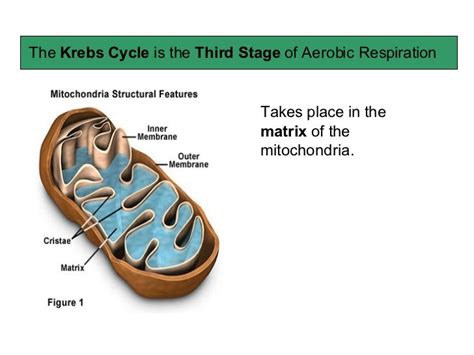 Where Do The Krebs Cycle And Etc Take Place