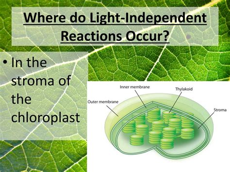 Where Do The Light-independent Reactions Occur