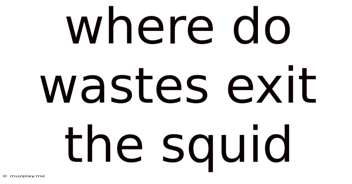 Where Do Wastes Exit The Squid