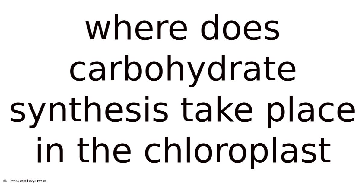 Where Does Carbohydrate Synthesis Take Place In The Chloroplast