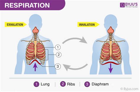 Where Does External Respiration Take Place