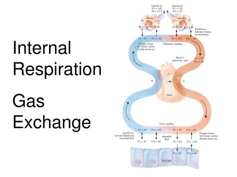 Where Does Internal Respiration Take Place