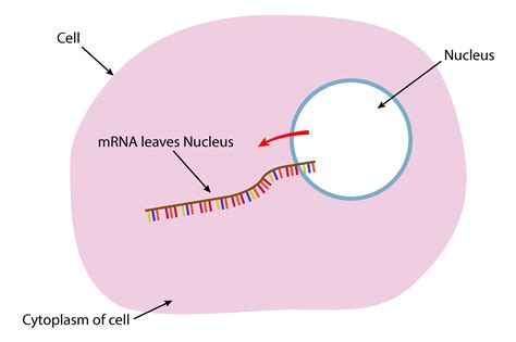 Where Does Mrna Go After It Leaves The Nucleus