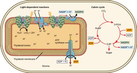 Where Does The Light Independent Reaction Take Place