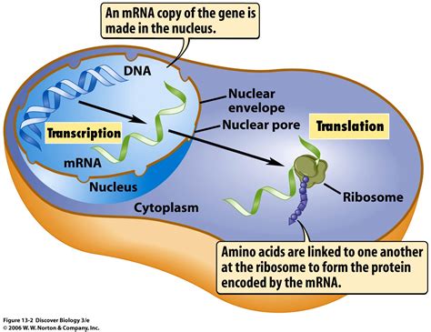 Where Does Transcription Take Place In Eukaryotes