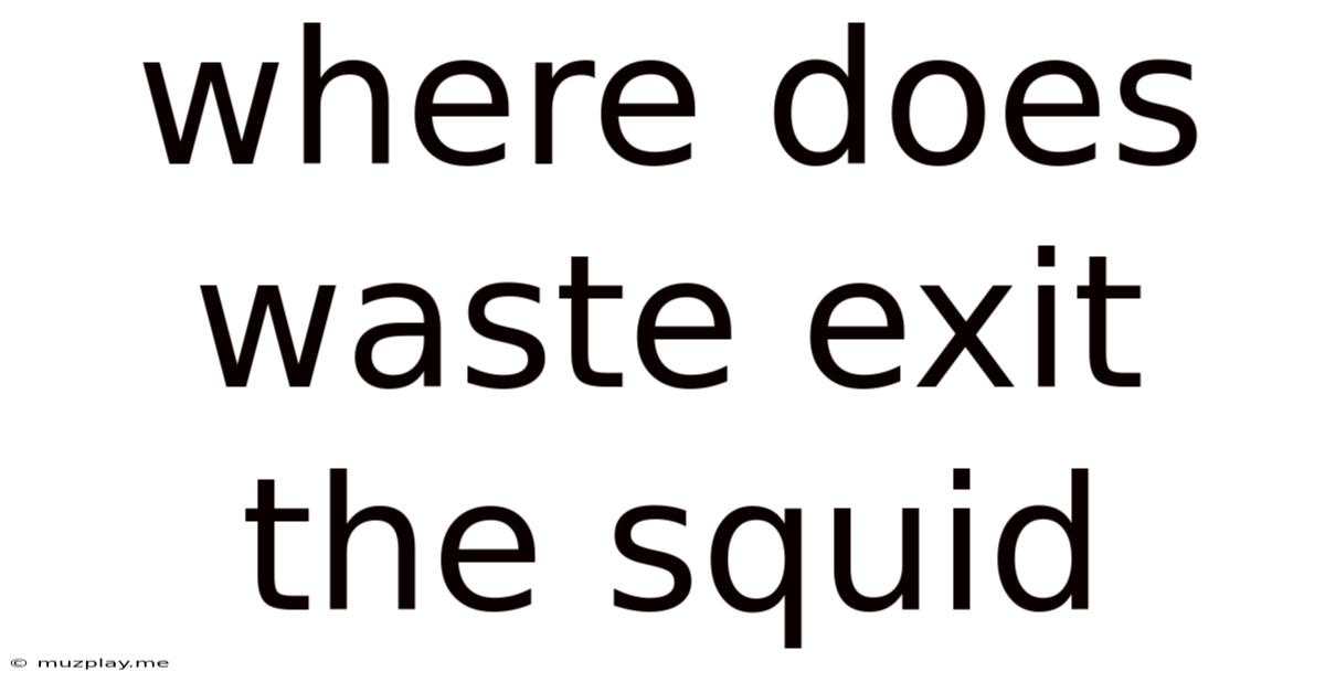 Where Does Waste Exit The Squid