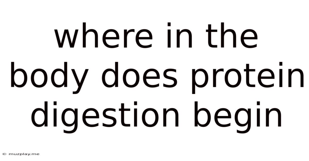 Where In The Body Does Protein Digestion Begin