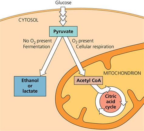 Where In The Cell Does Fermentation Occur