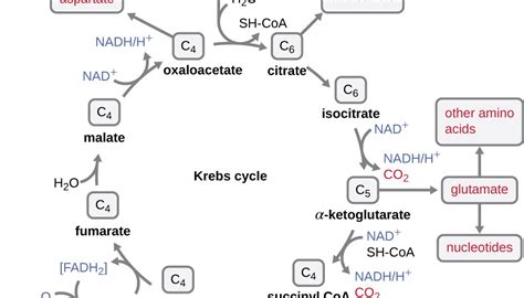 Where In The Cell Does Krebs Cycle Occur