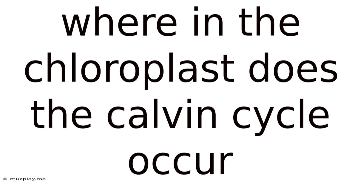 Where In The Chloroplast Does The Calvin Cycle Occur