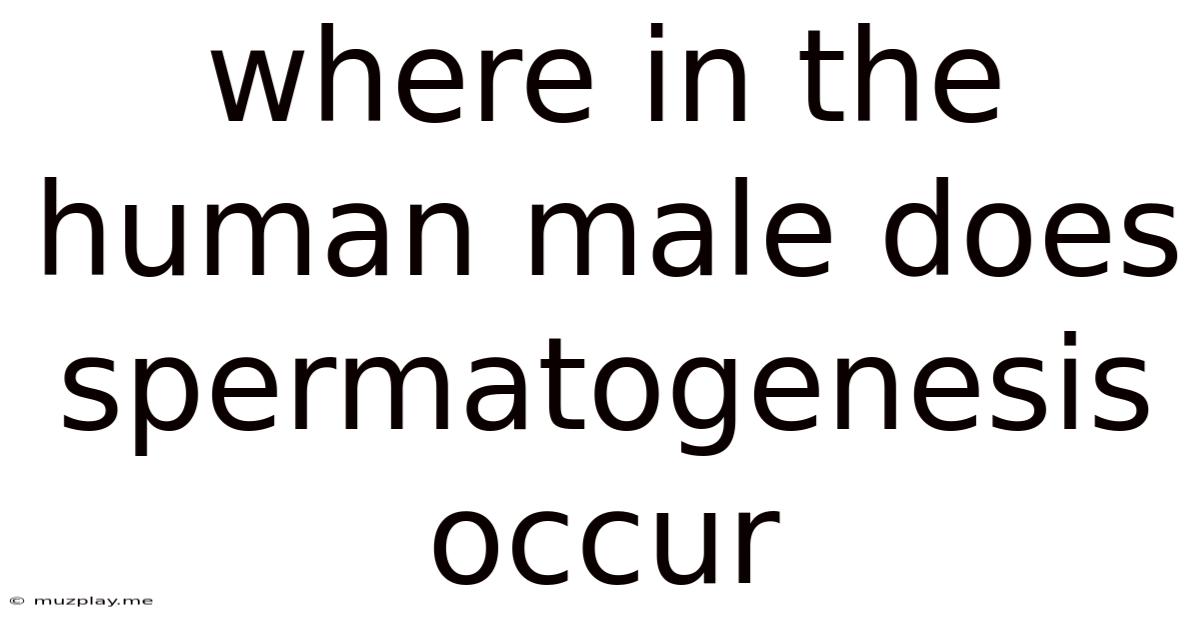 Where In The Human Male Does Spermatogenesis Occur