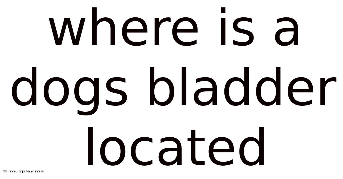 Where Is A Dogs Bladder Located