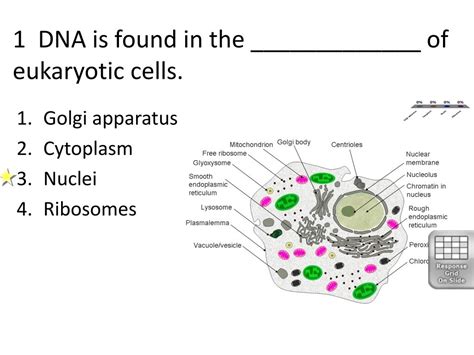 Where Is Dna Located In A Eukaryotic Cell