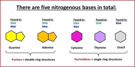 Which Base Is Not Found In Rna