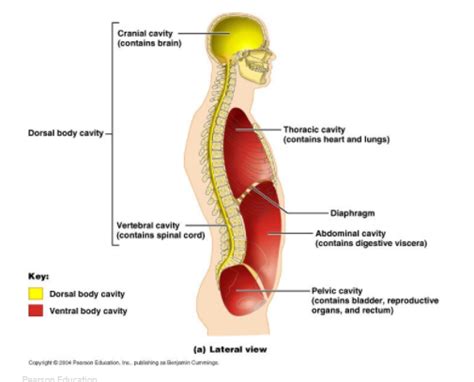 Which Body Cavity Protects The Spinal Column