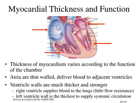 Which Chamber Of The Heart Has The Thickest Myocardium