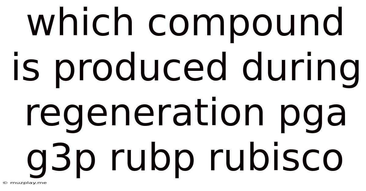 Which Compound Is Produced During Regeneration Pga G3p Rubp Rubisco
