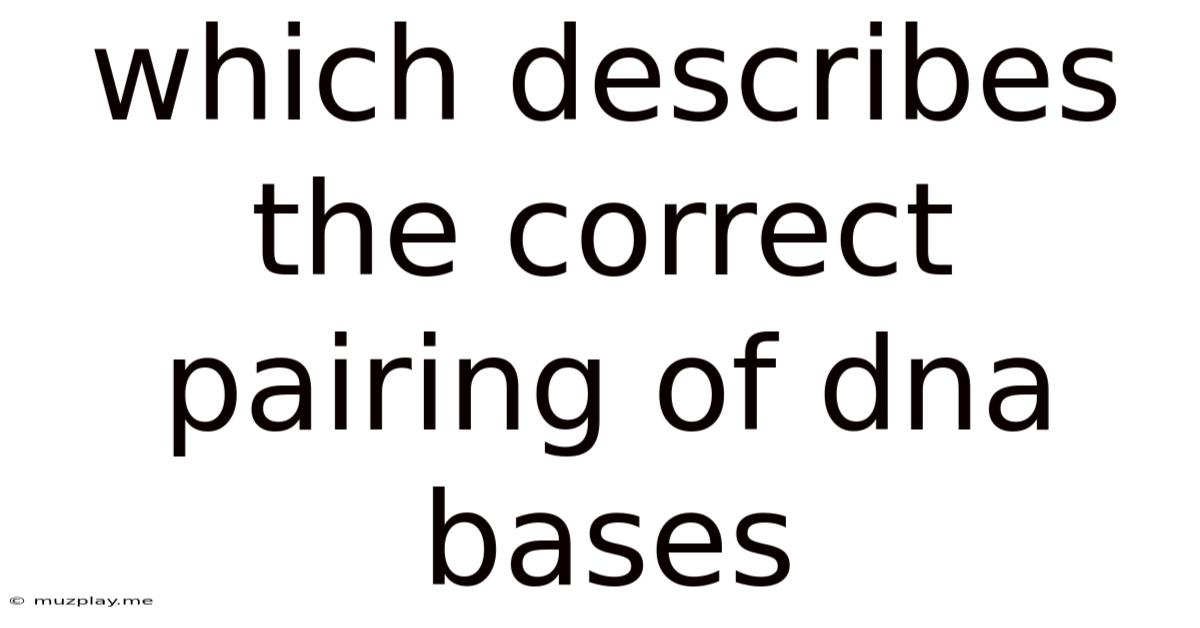 Which Describes The Correct Pairing Of Dna Bases