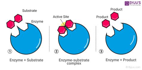 Which Enzyme Catalyzes A Carbonyl Reduction