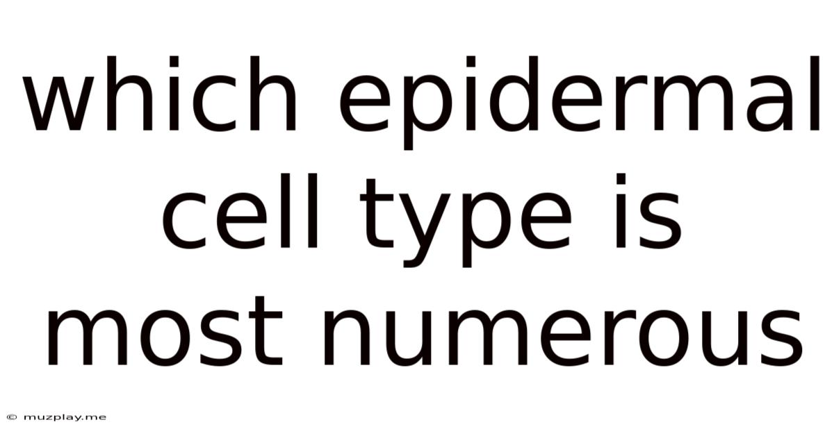 Which Epidermal Cell Type Is Most Numerous