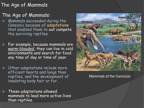 Which Era Is Referred To As The Age Of Mammals