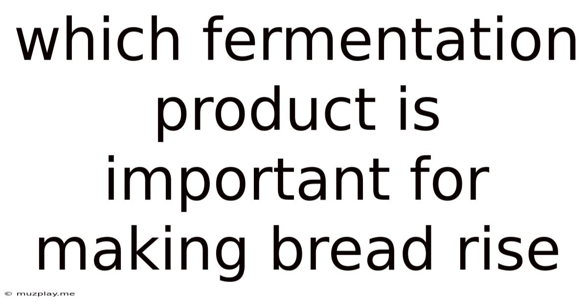 Which Fermentation Product Is Important For Making Bread Rise
