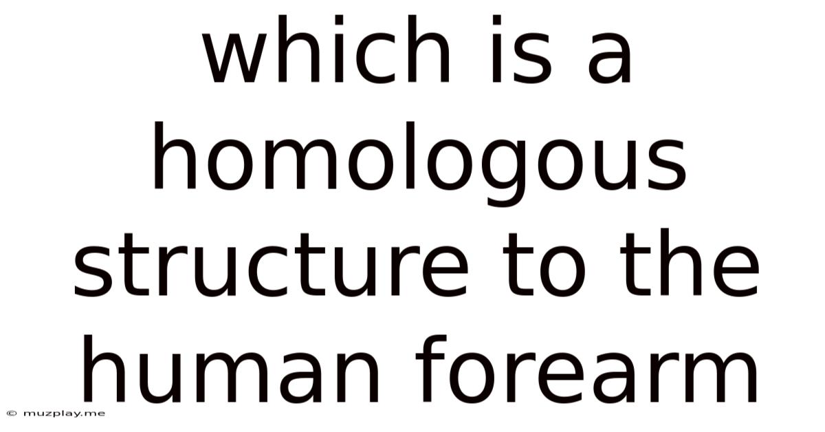 Which Is A Homologous Structure To The Human Forearm