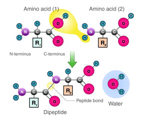 Which Is Released During The Formation Of A Peptide Bond