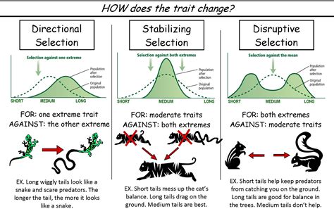 Which Is The Best Definition Of Directional Selection