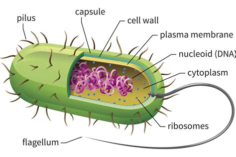 Which Kingdoms Contain Organisms That Are Prokaryotes