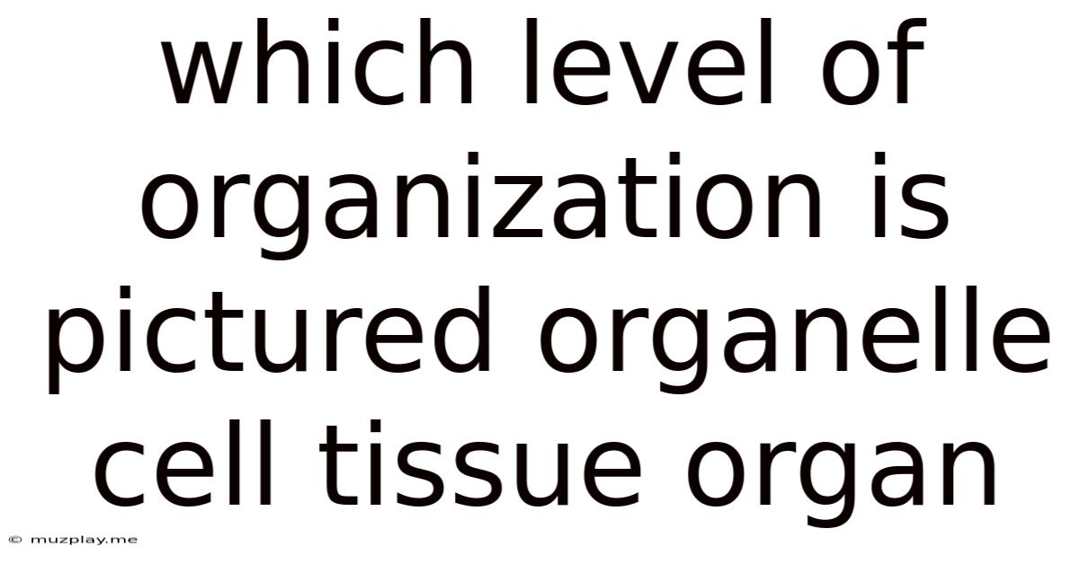 Which Level Of Organization Is Pictured Organelle Cell Tissue Organ