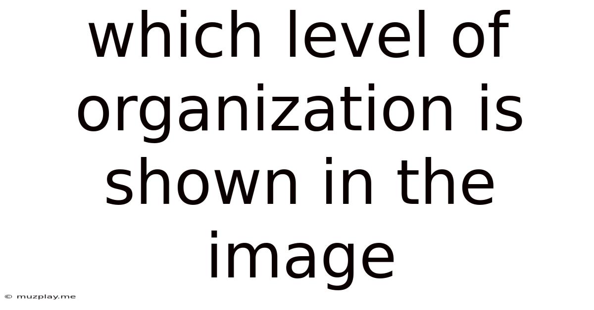 Which Level Of Organization Is Shown In The Image