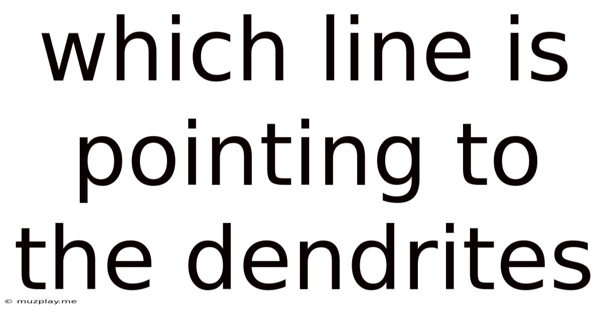 Which Line Is Pointing To The Dendrites